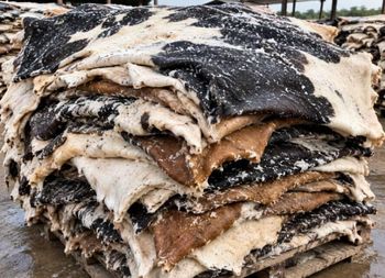 Wet-Salted Cow Hides - Harucomplex Agro allied Ventures - Nigeria